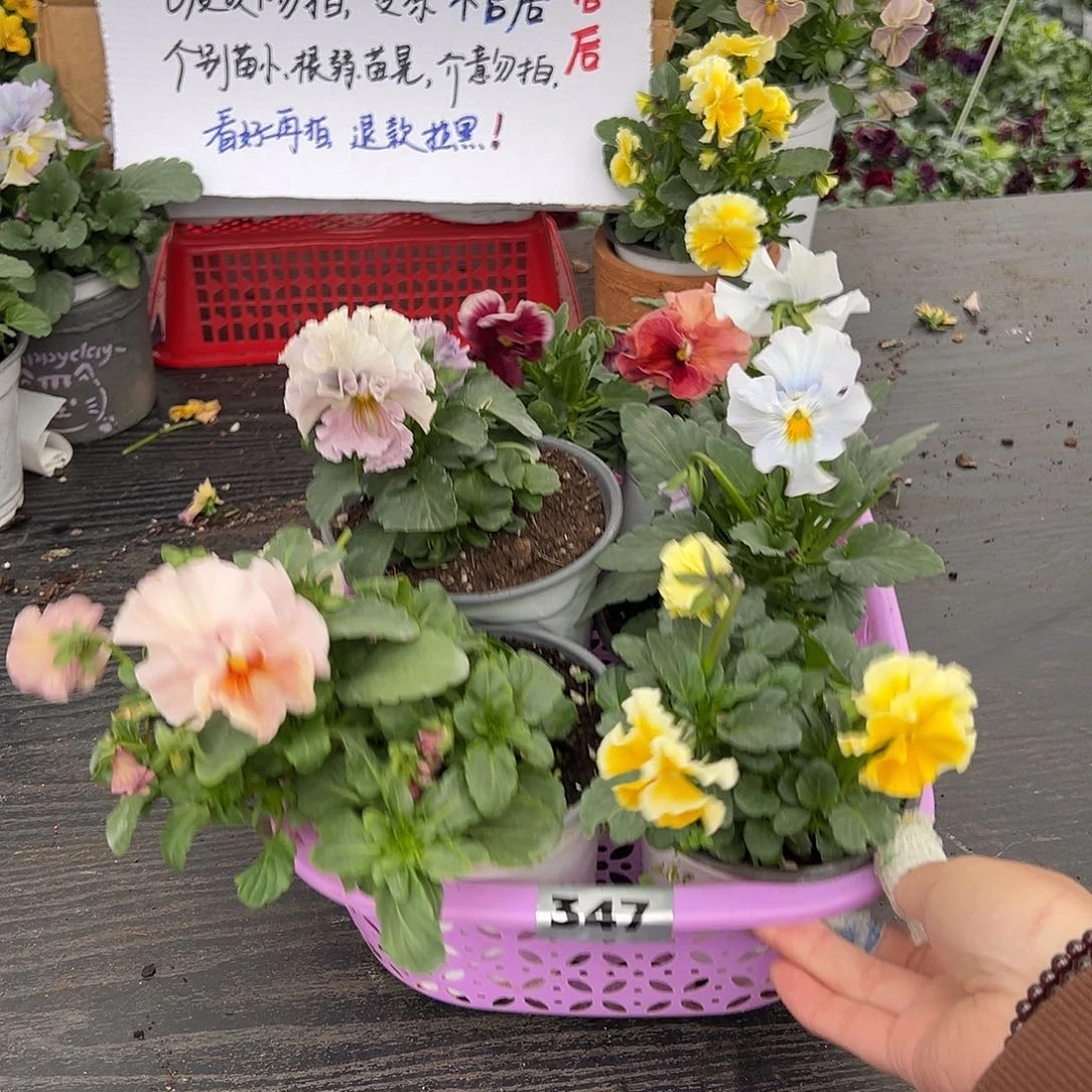 大部分花苞少量开放347号
