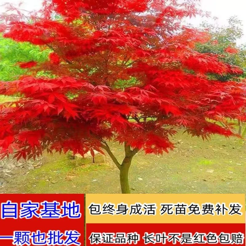 正宗红枫树四季红红枫叶树苗原生中国红枫日本红枫庭院风景树耐寒