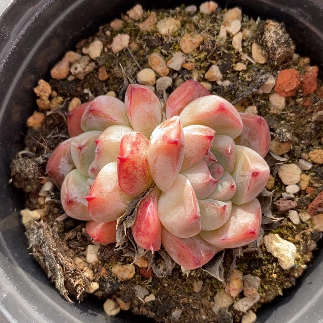 自助下单一物一拍多肉，下滑更多品种选择