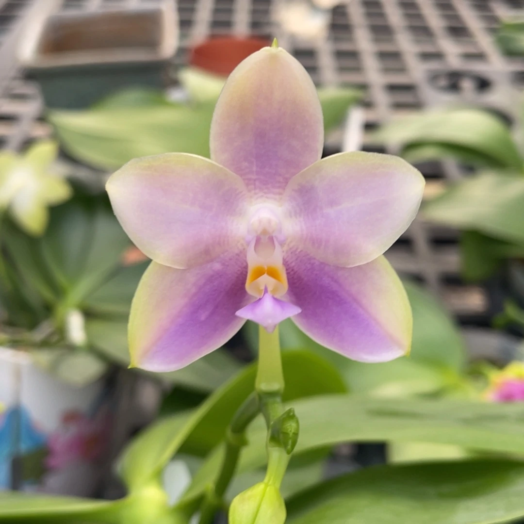 完全开放炸111111111