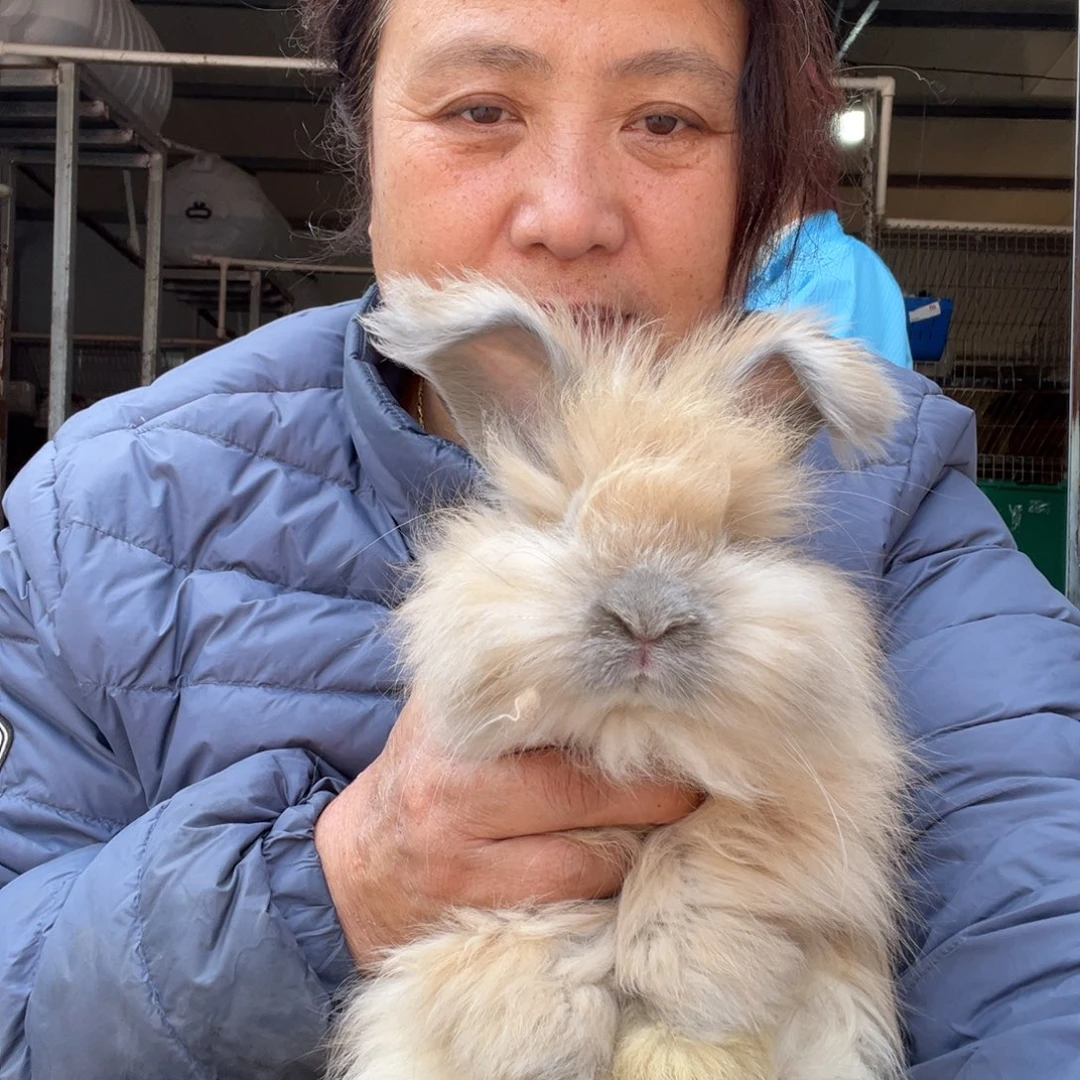 双血统英系安哥拉兔子