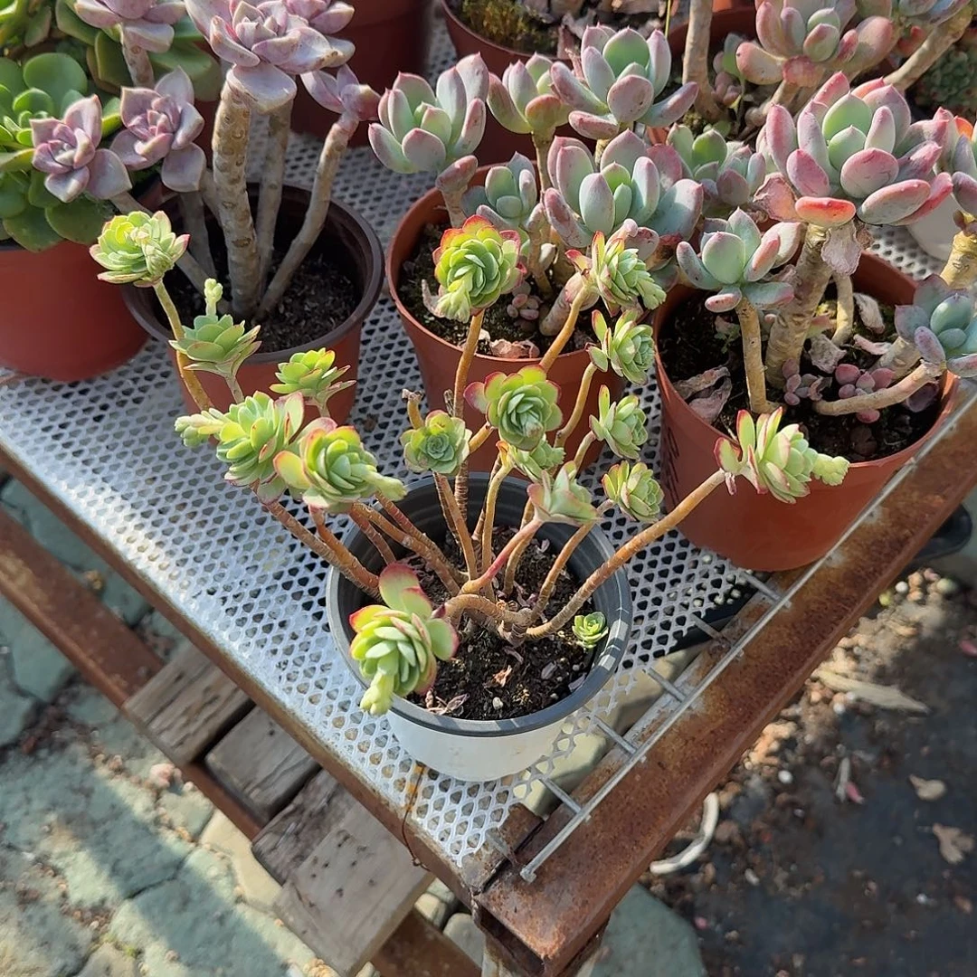 薄化妆多肉植物精品