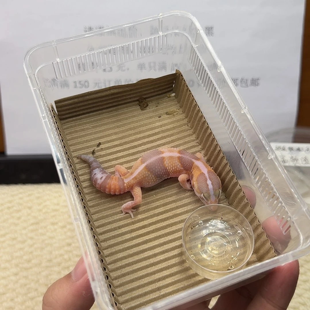 肥尾守宫直线奶橘 妹妹