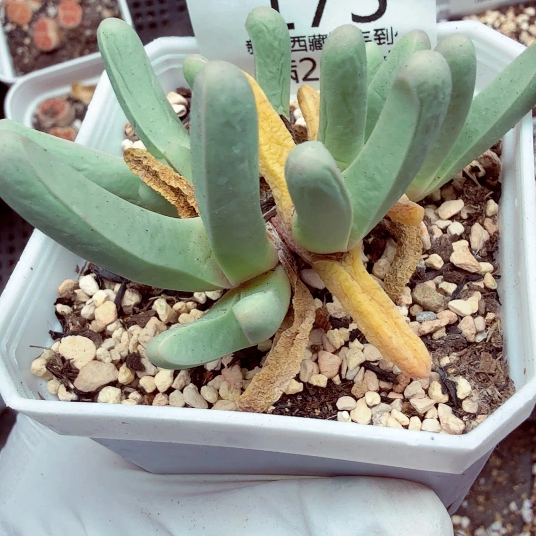 我就觉得他在和别的173