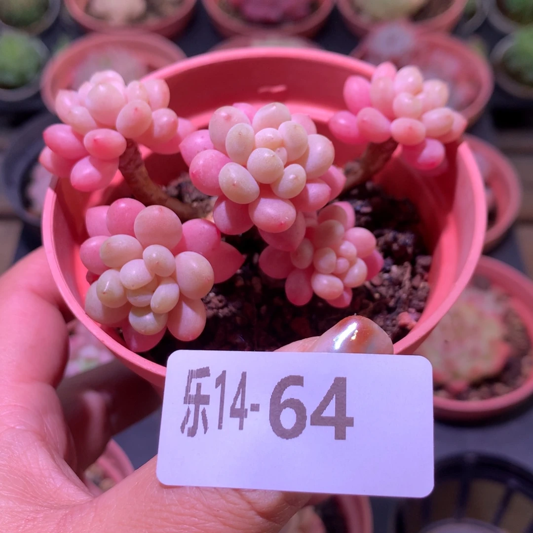 乐然14-64 鱼子酱