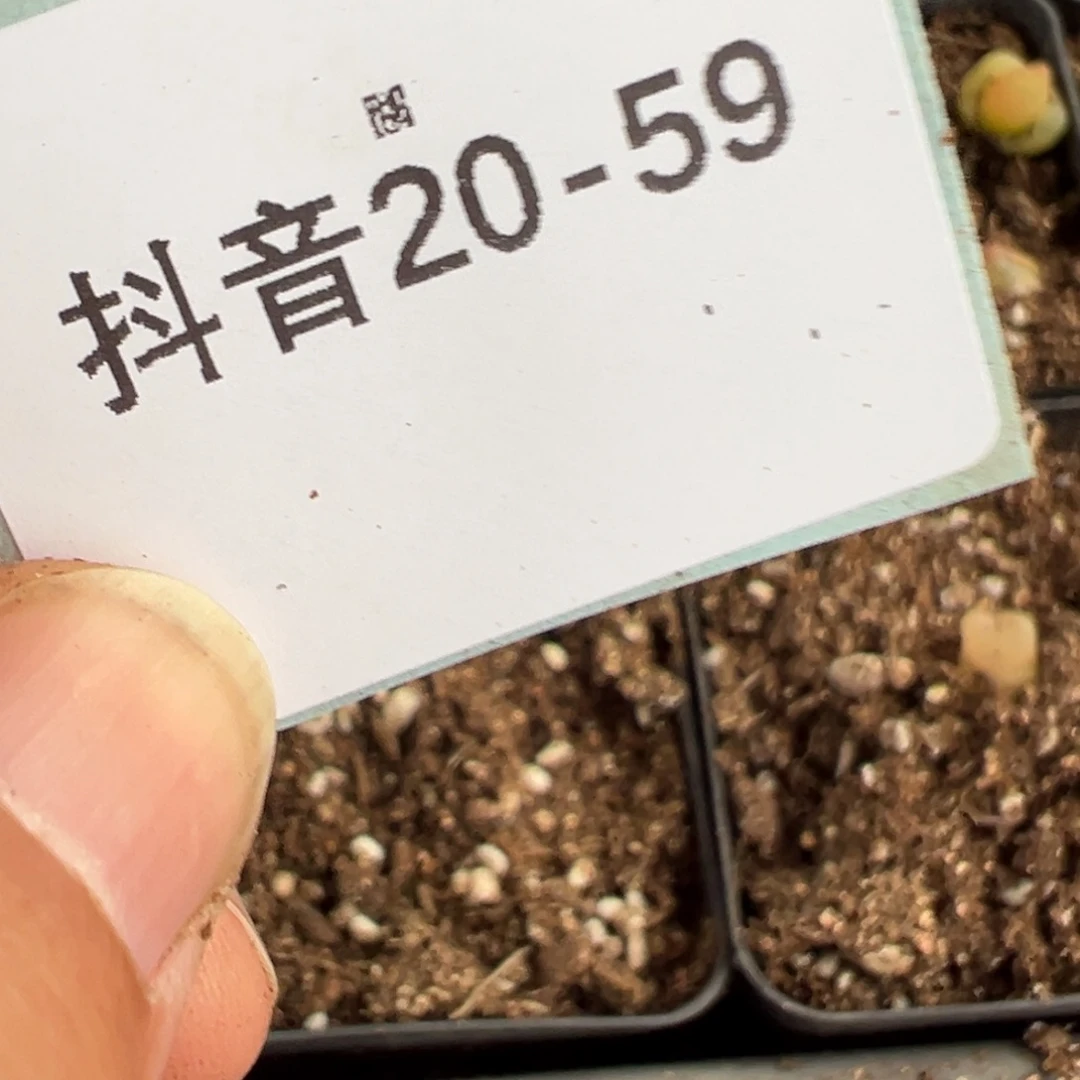 冰****烤20-59毛毛多肉植物，