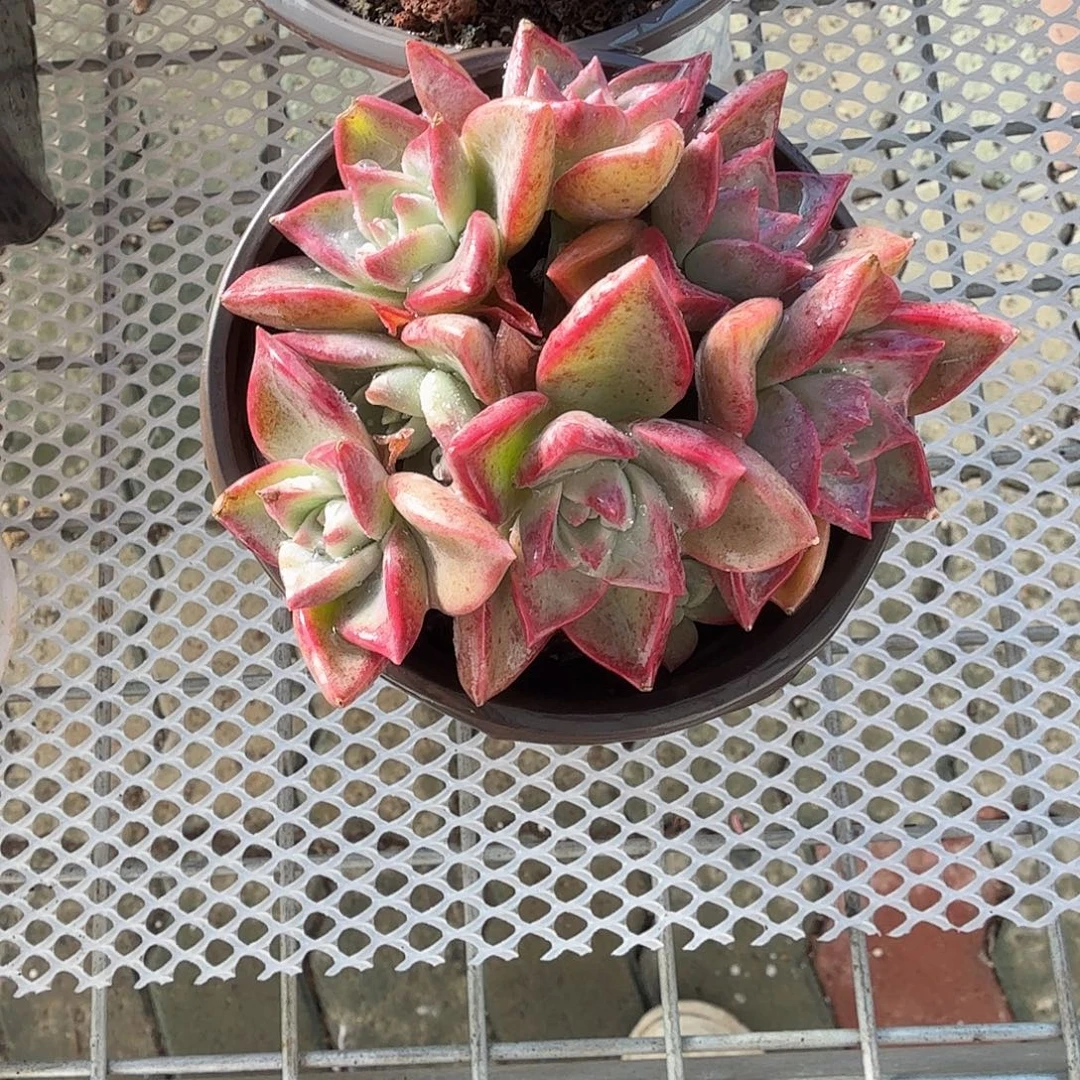 冰月多肉泥沟精品