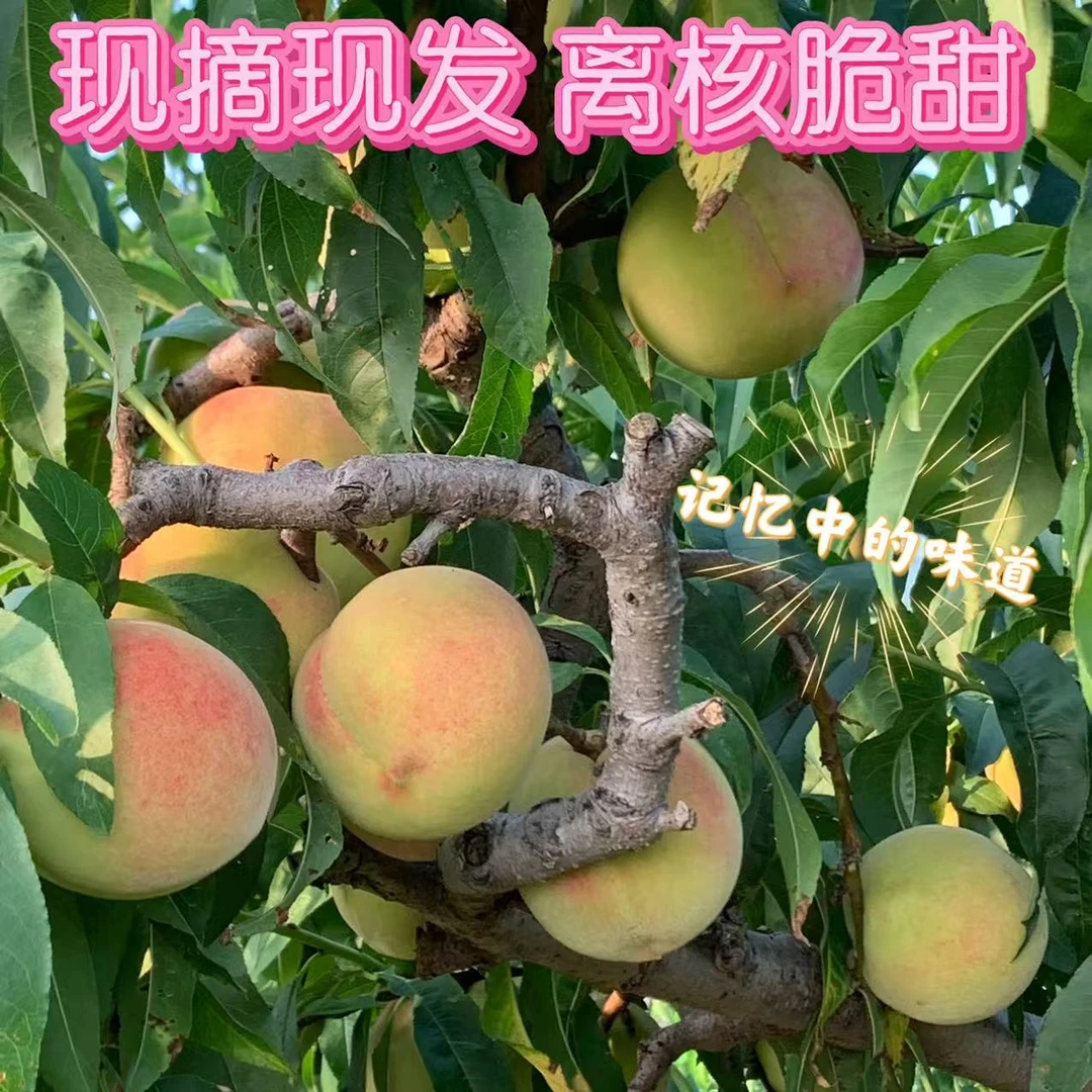 山东果园直发秋桃离核密桃脆甜爽口现摘现发坏果包赔孕妇水果