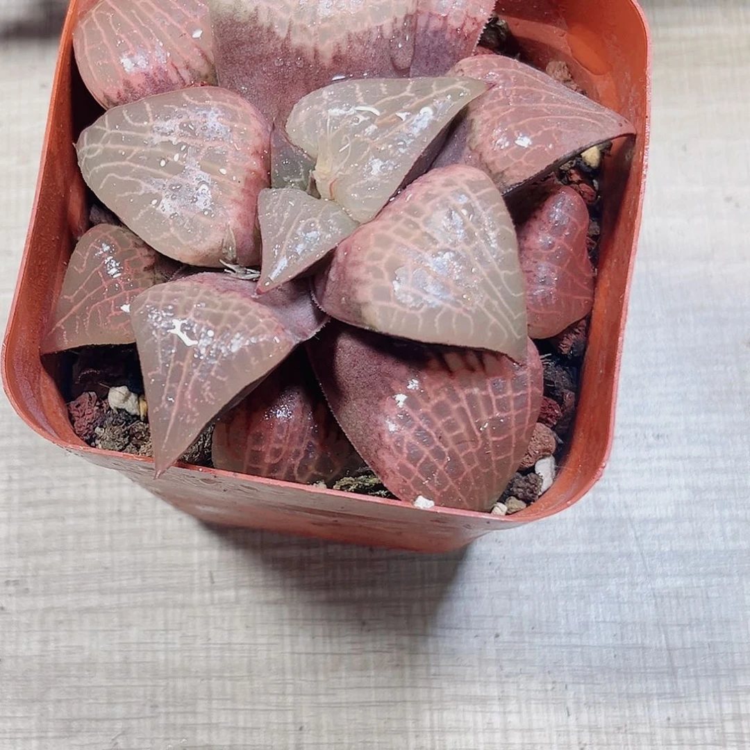 栽好种好挽叶粉玻璃多肉植物6666