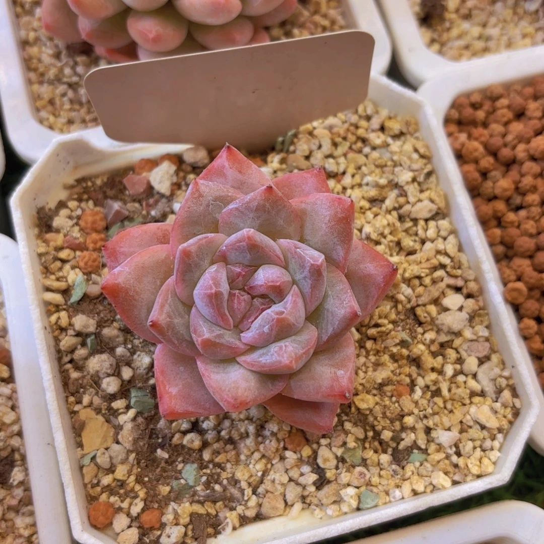 迷***向云南金致家精品多肉