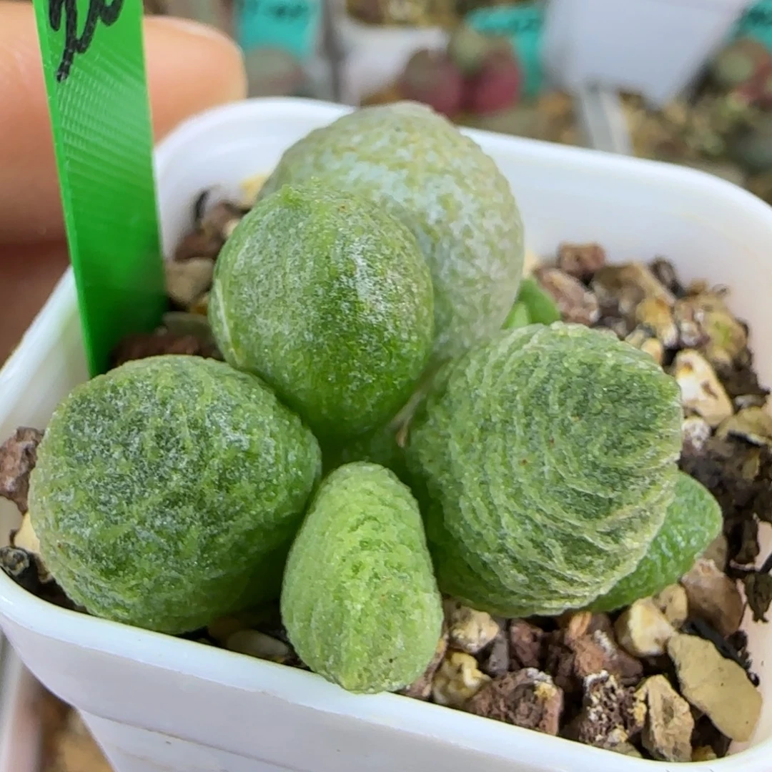 编号536底叶插，四方盆发