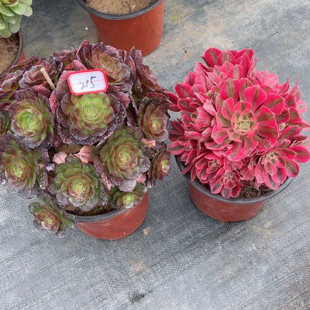 多肉植物215好多肉