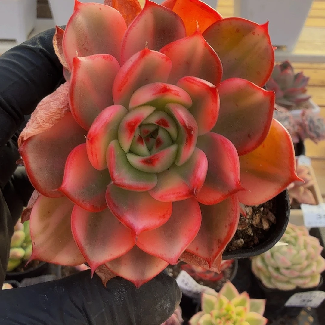 1210-44弗朗明戈锦