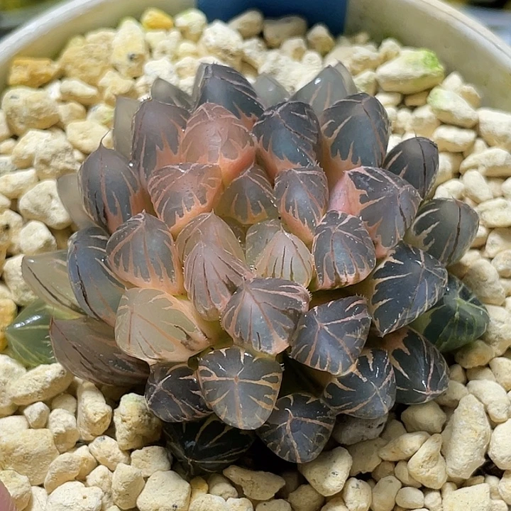 589糊斑霓虹灯锦福利母本