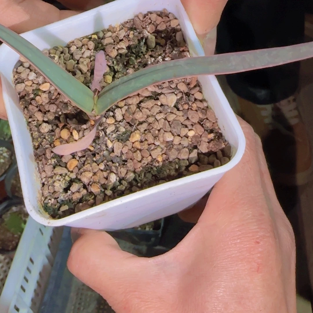 块根植物块根植物