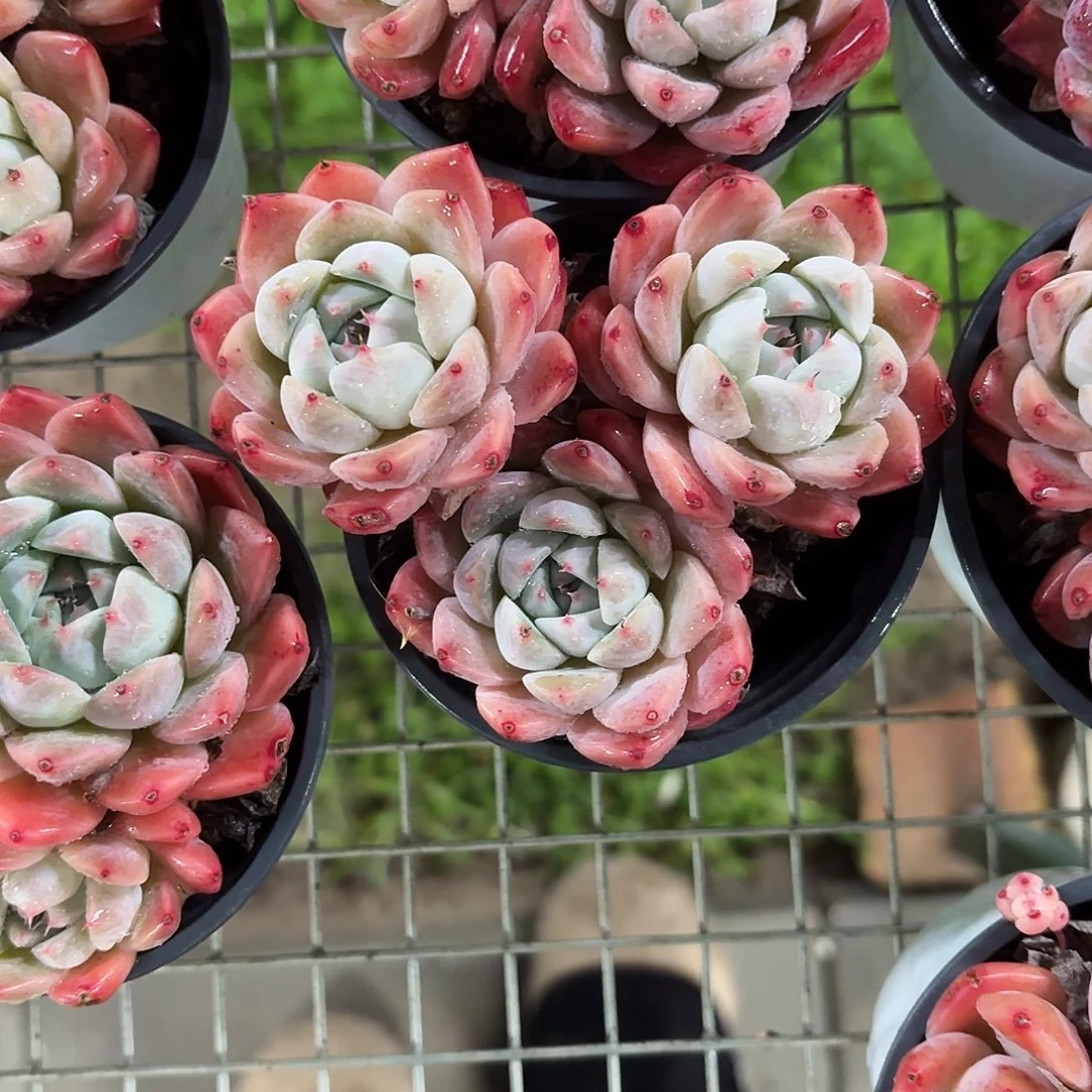 如梦令小群9㎝盆参考