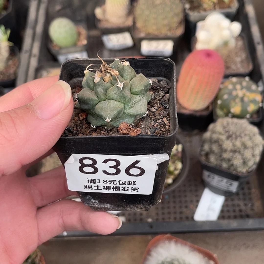 836赤花娇丽（满18包邮）