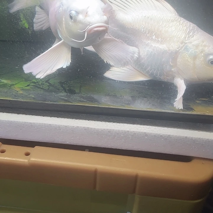 蝴蝶鲤幺****猫正宗台系贵妃蝴蝶鲤
