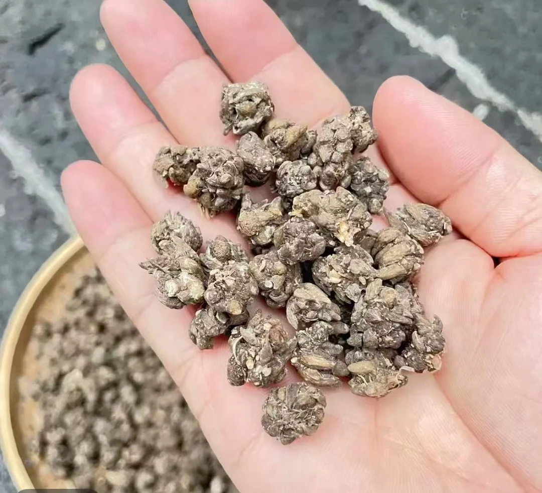 猫抓草 大山农产品 煲汤500g/袋