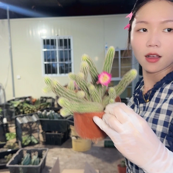 特鲁迪(掉头掉崽不售后)