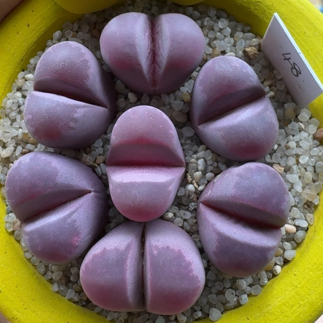 ໑***周1130-093生石花花花