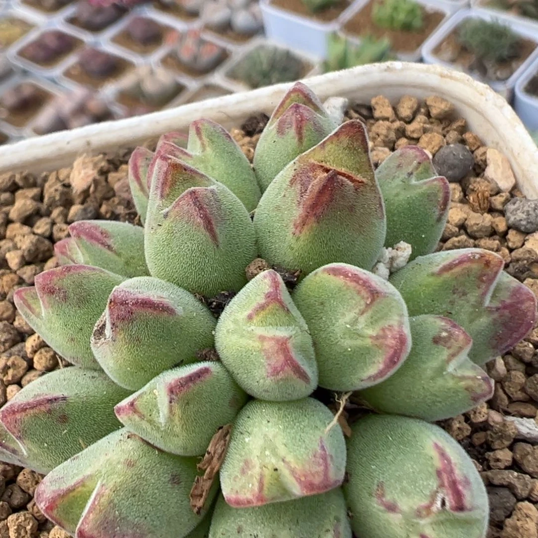 95多肉植物丹尼尔猪蹄