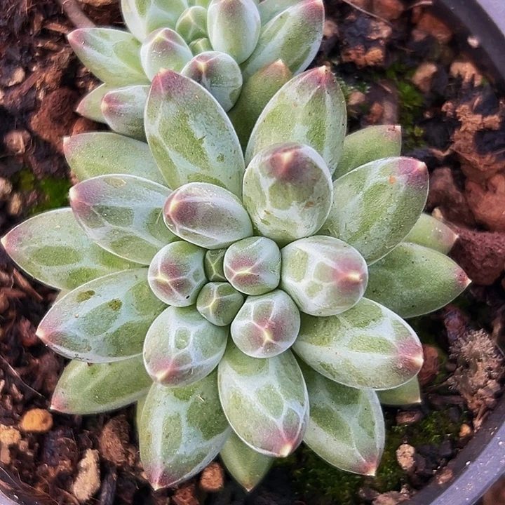 1颗美人系列多肉植物