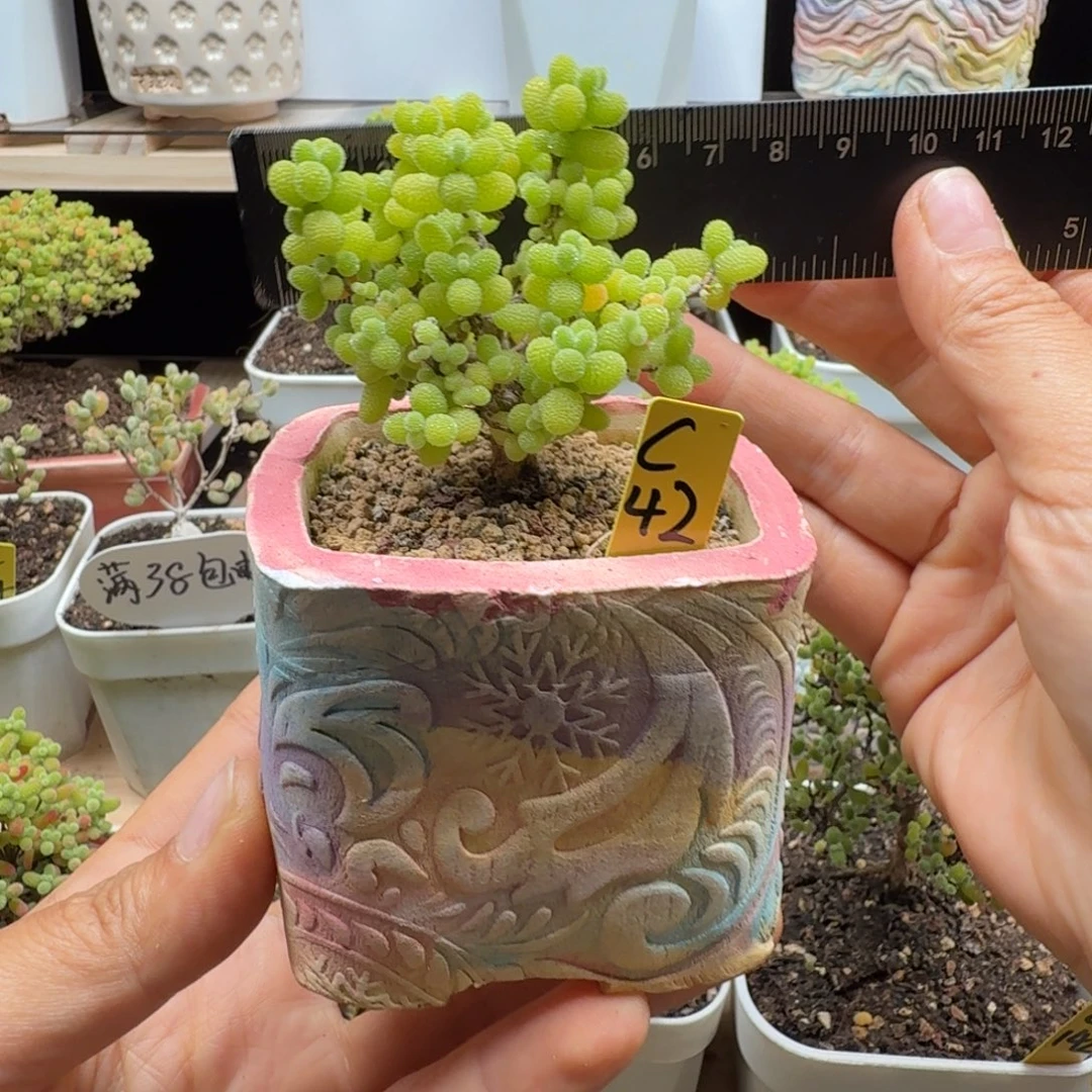 巴****c42号金桔冠服6厘米左右带盆发