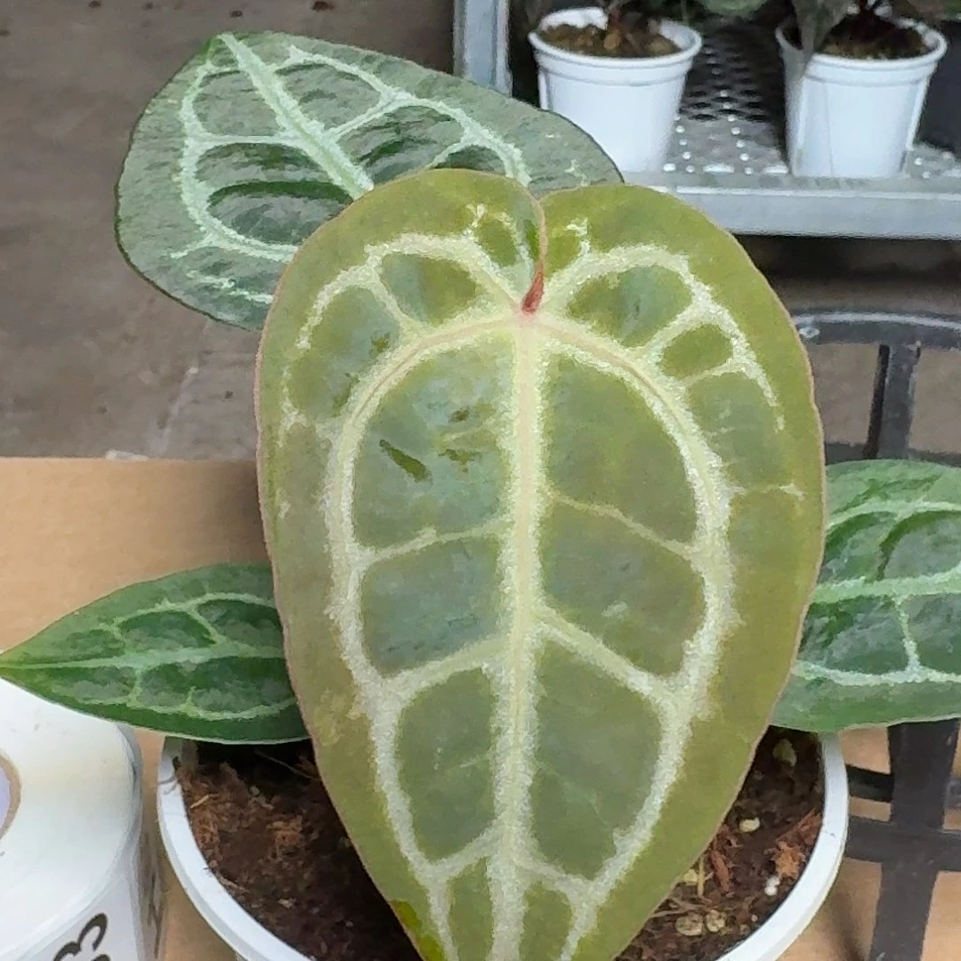 完全开放H50粉脉水晶杂极致小钻石