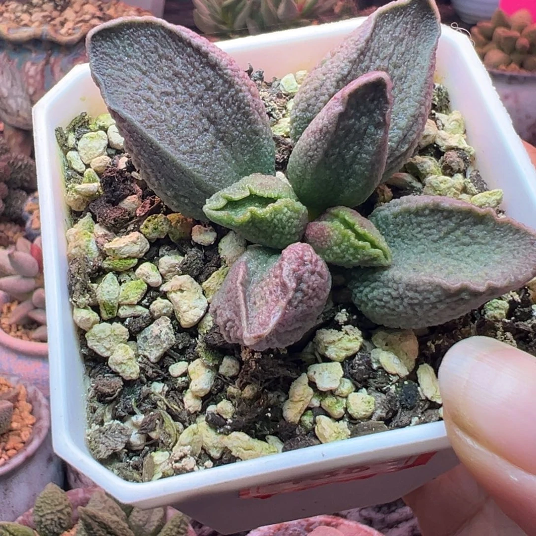 一组自拍，感谢支持