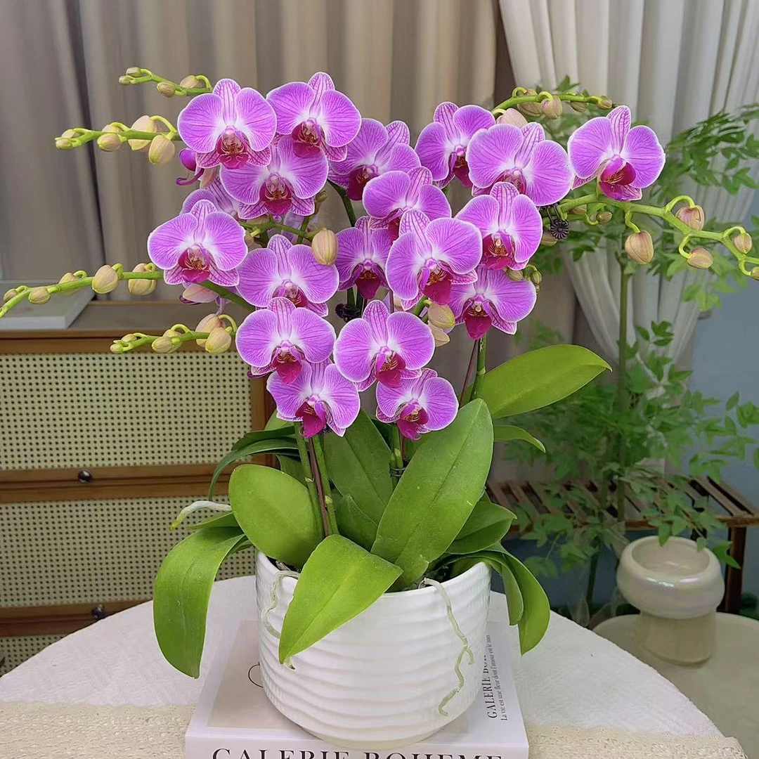 蝴蝶兰《缤纷安妮》艺术组盆 带花带花苞 种植基地直发非常好养