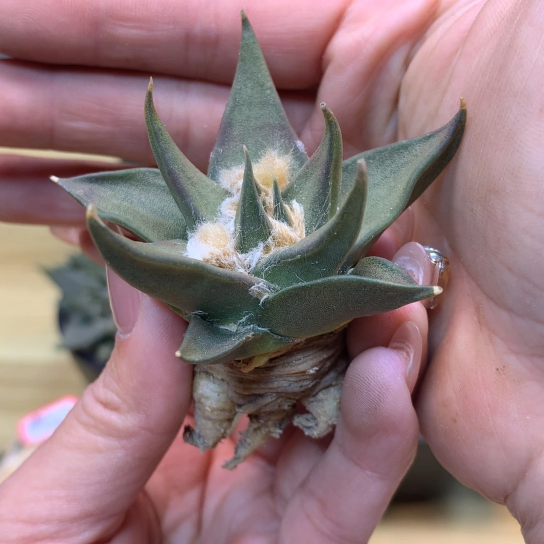 20号 实生 老桩龙牙岩牡丹5.5公分