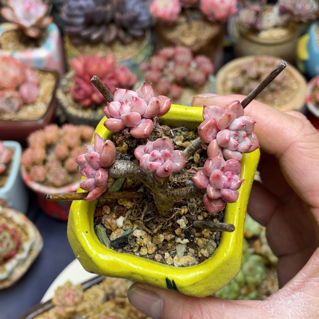 杂交群生红紫色老桩