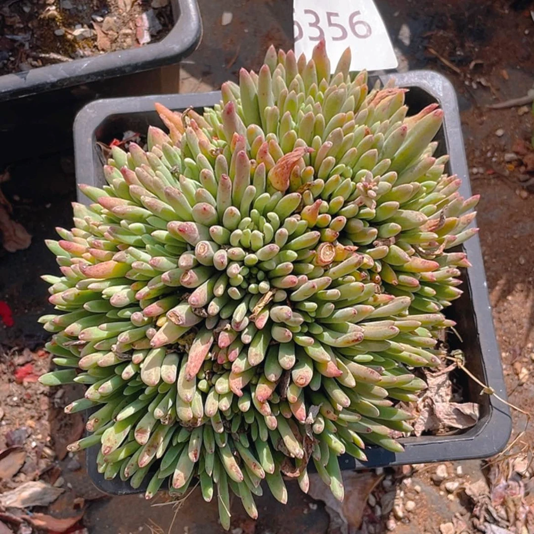 【闪购商品】绿菊绿菊