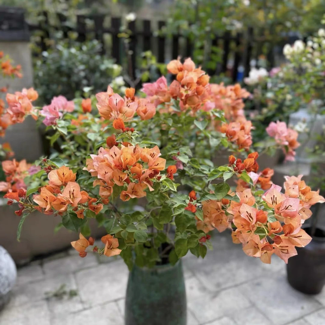 【暗斑日落三角梅】勤花三角梅盆栽四季开花耐热耐寒好养庭院阳台