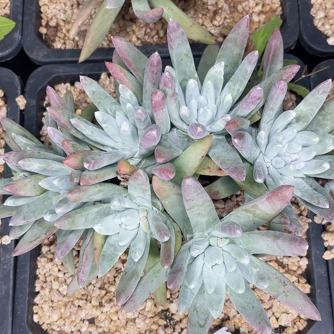 白姆老桩多头0401