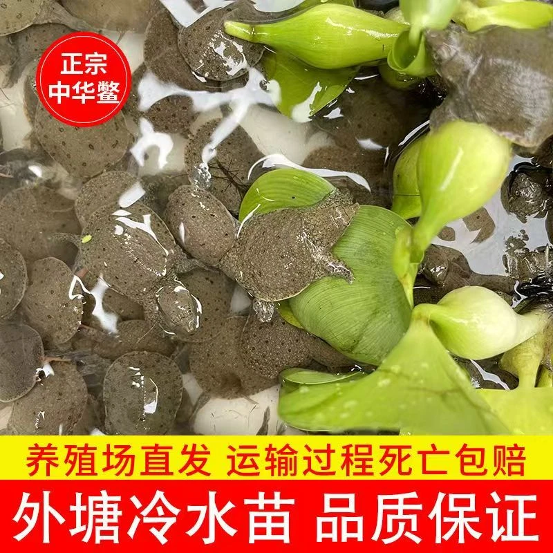 中华黑花外塘冷水甲鱼苗鳖团鱼鲜活活体批发价包活到家送开口料