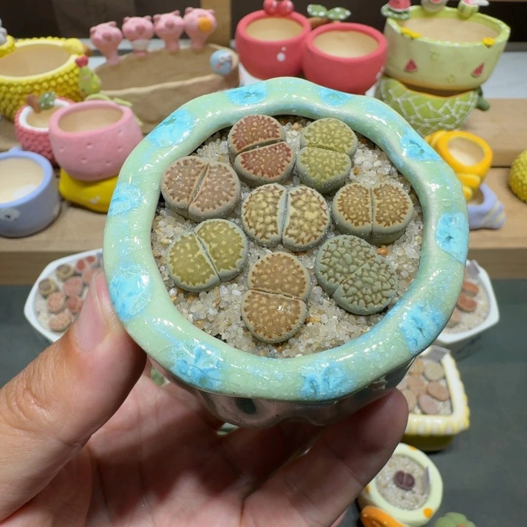 蘑菇242寿丽饼干寿丽