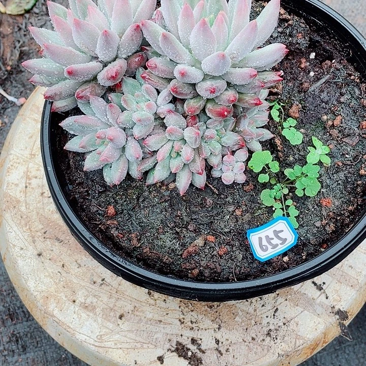 655 美人一物一拍多肉