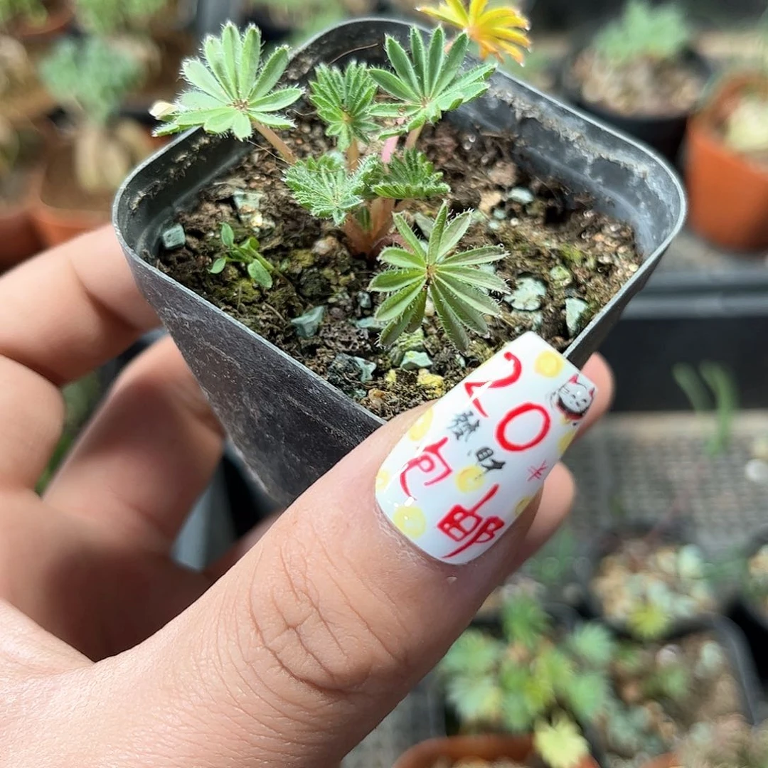 红棕榈幸运草酢浆草单头发货