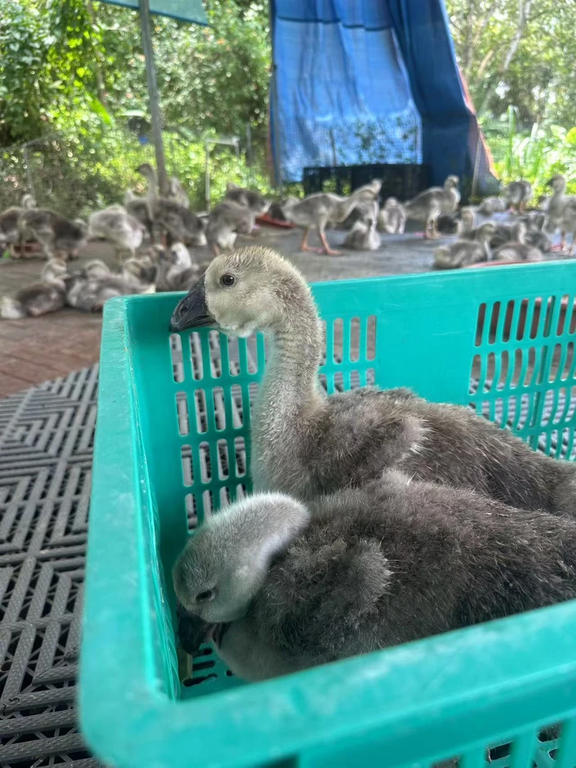 表妹推荐款-腾欣狮头鹅 散养脱温2斤家庭装 大大种2个装 顺丰包邮