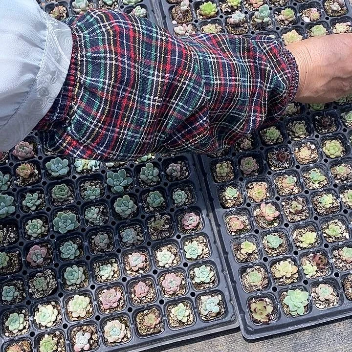 30 瑕疵特价不售后多肉植物盆栽花卉