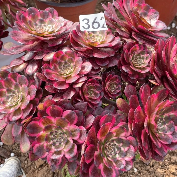 362多肉植物红金刚