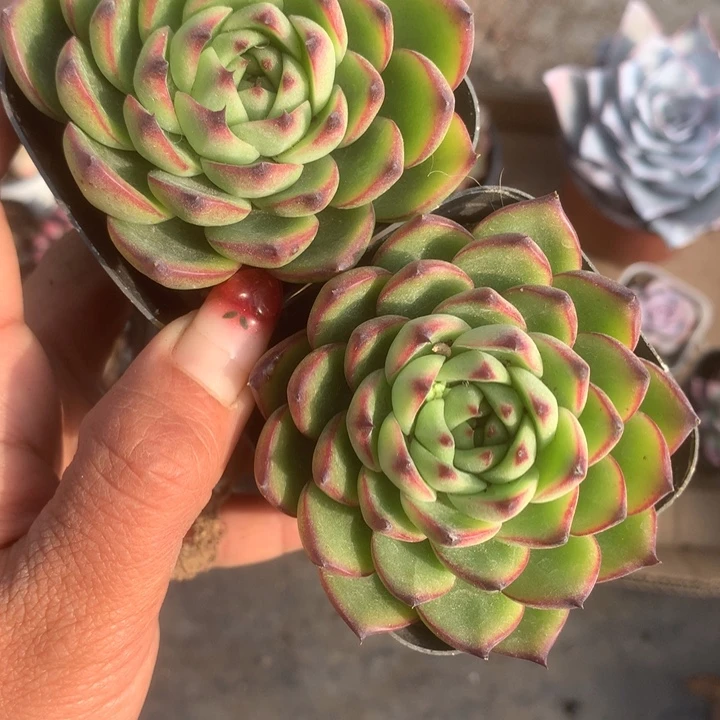 月亮石 （满9.99包邮不满9.99发空盆）