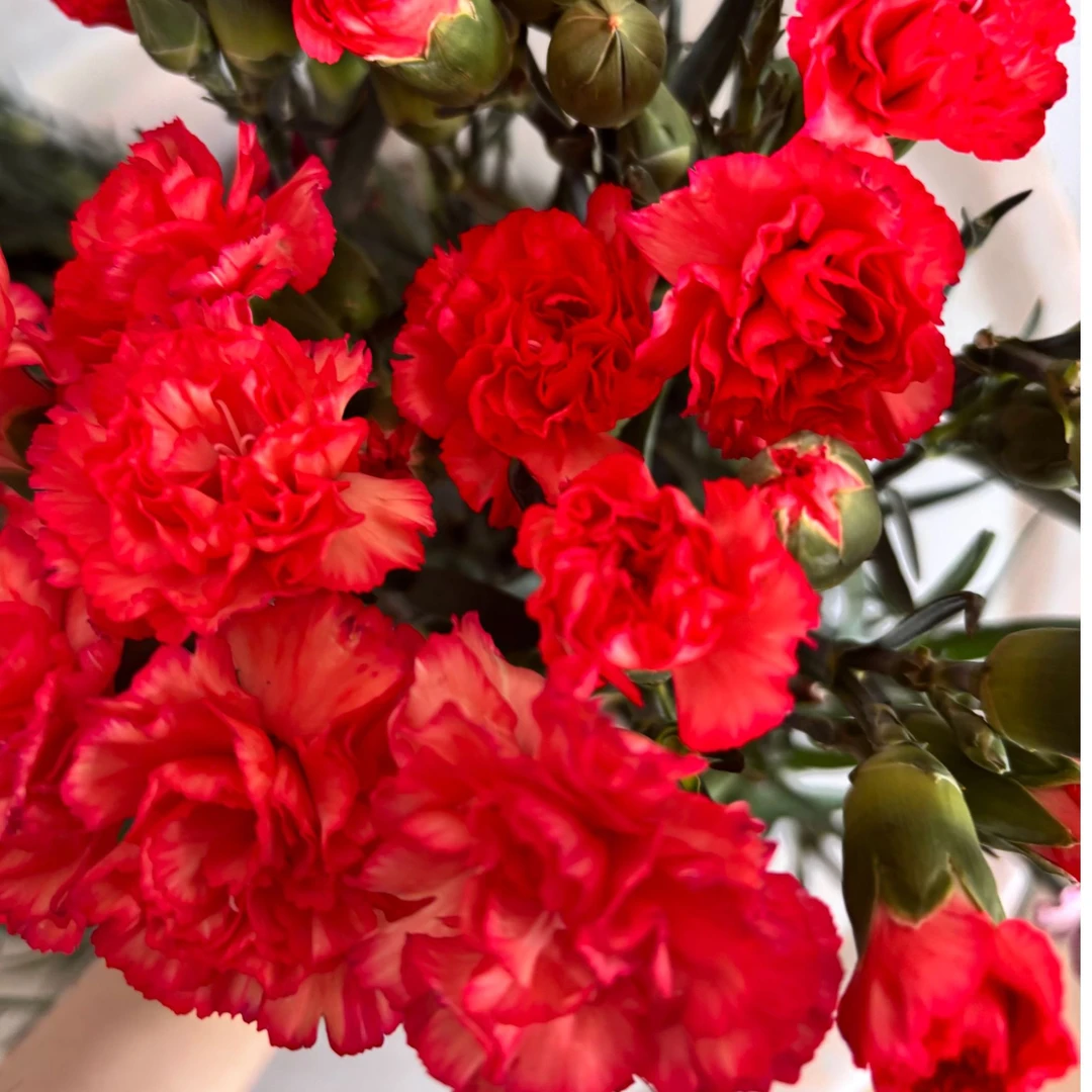 火焰多头康乃馨 云南鲜花 基地直发