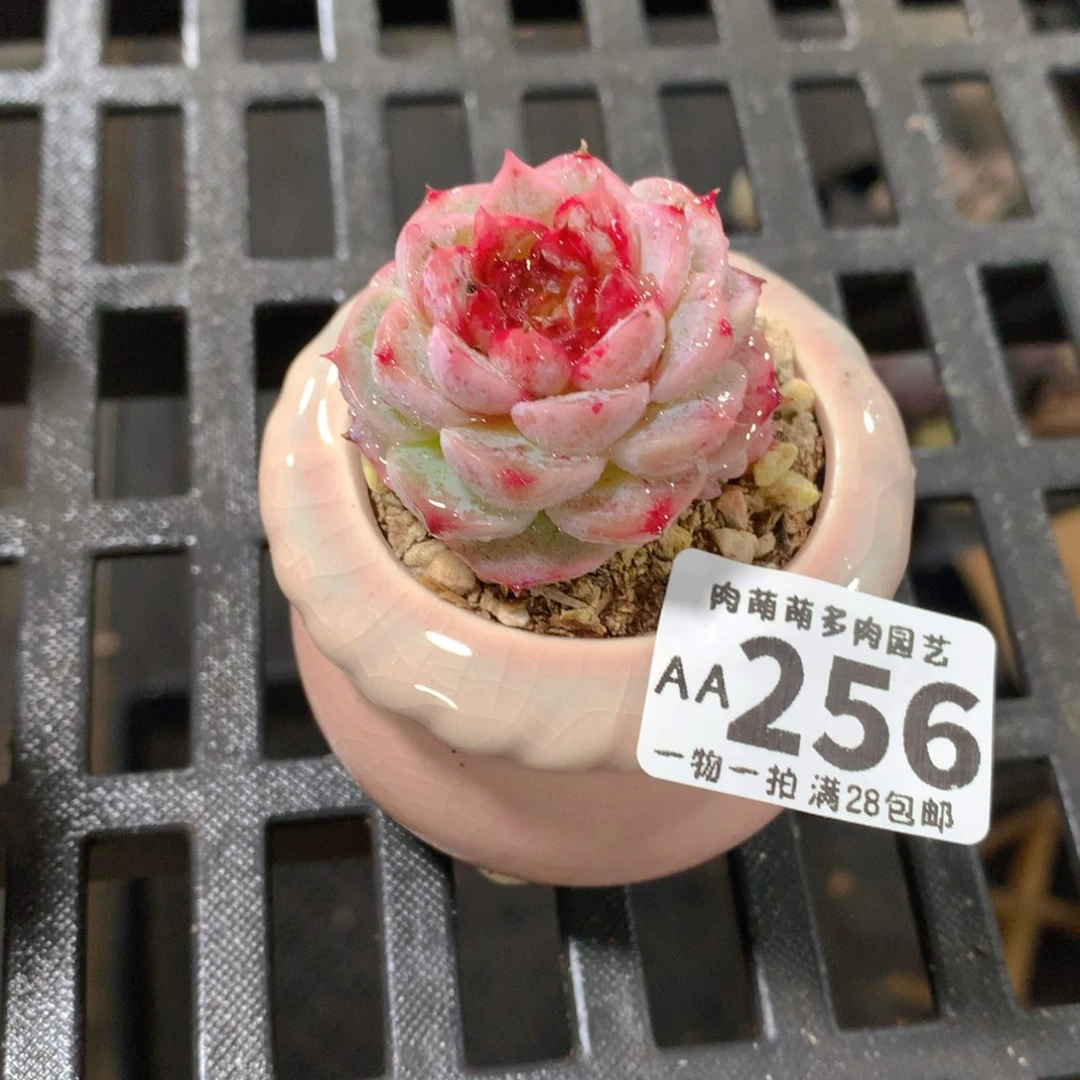 肉萌萌拇指盆精控多肉AA256