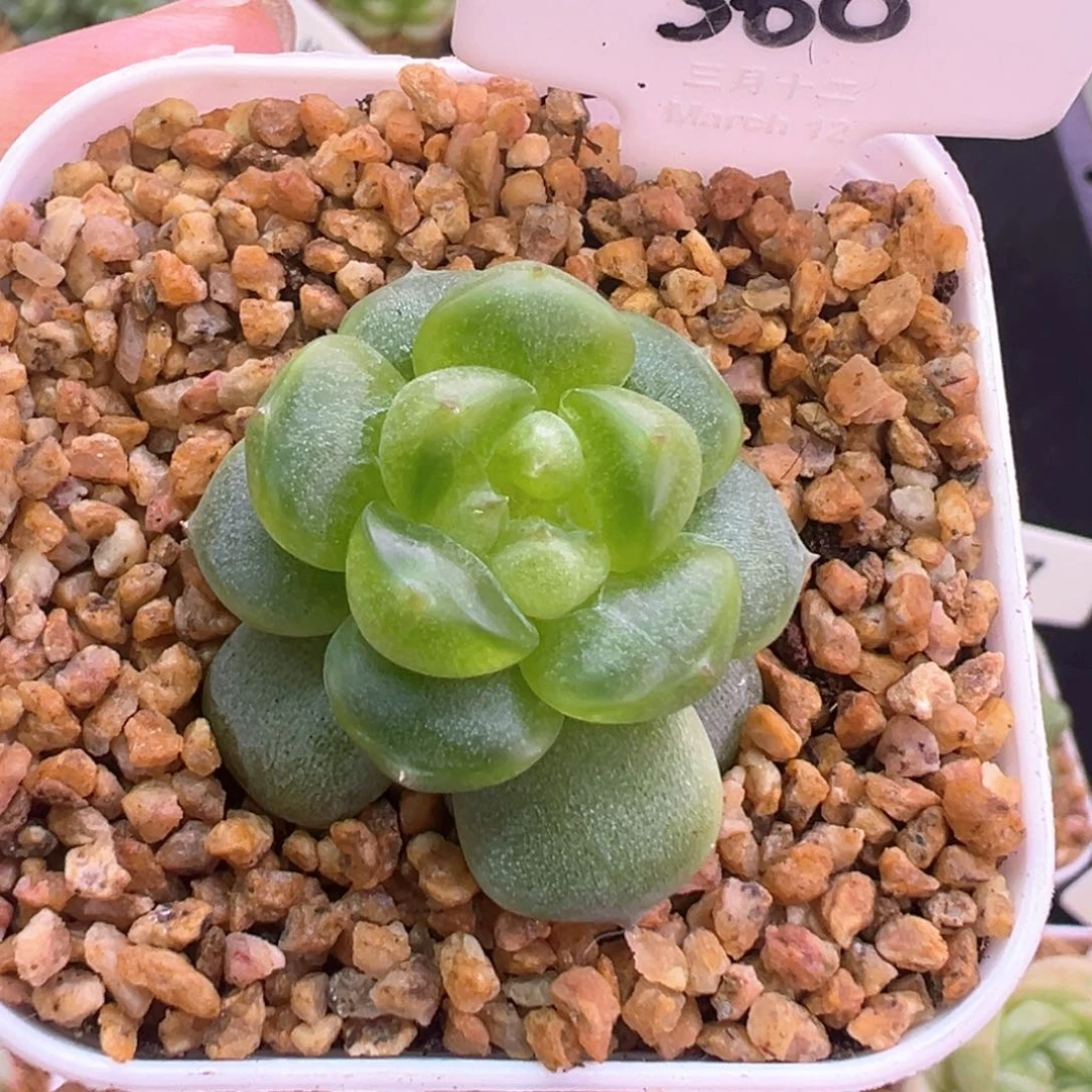 360号星楼 晗雨多肉