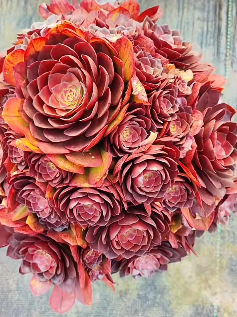 暖恩多肉法师园艺专拍