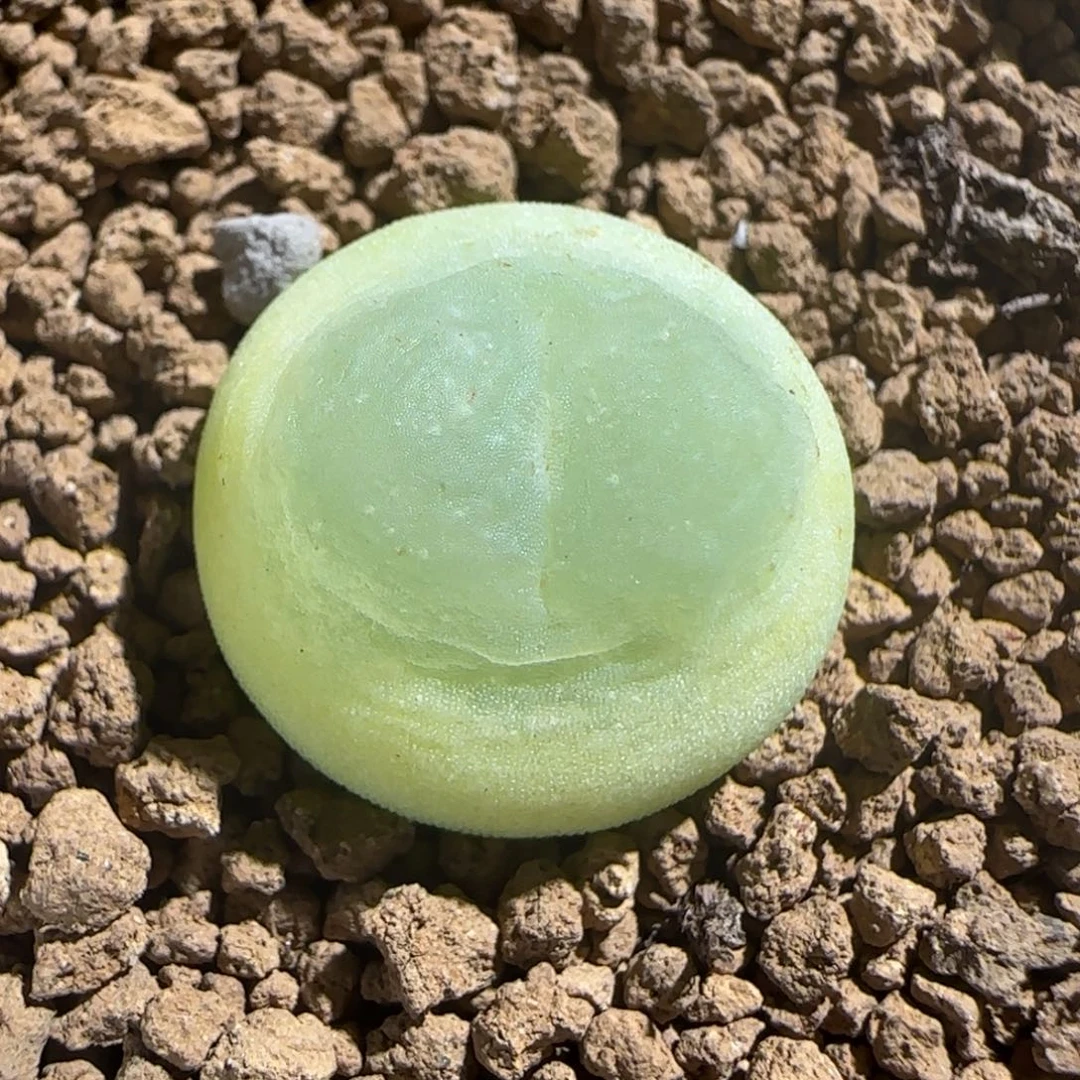 肉锥多肉植物组合-sh1200拉登161