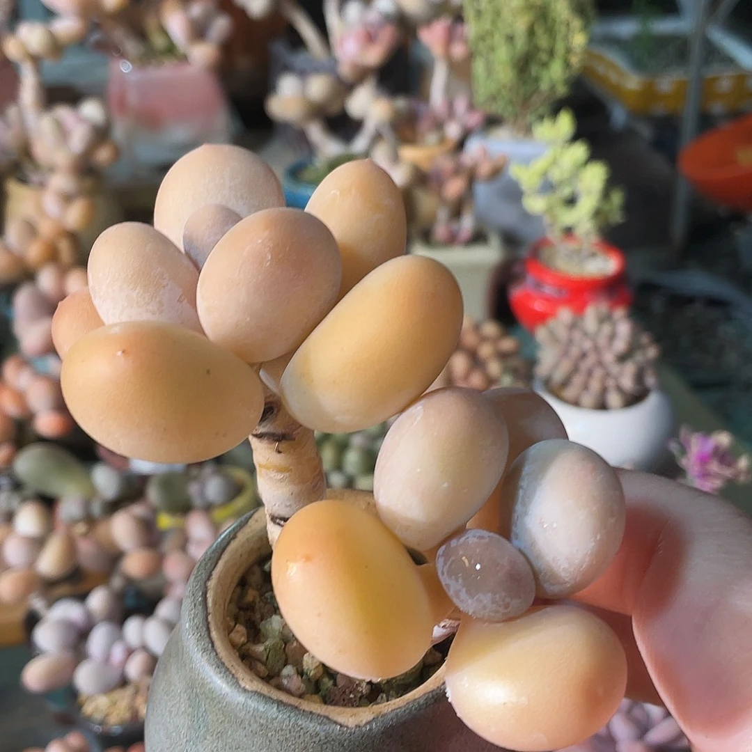 小***仙多肉植物的生长发育和生长发育等